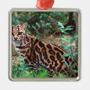 Ornamento De Metal Margay, Leopardus wiedi, Nativo do México até