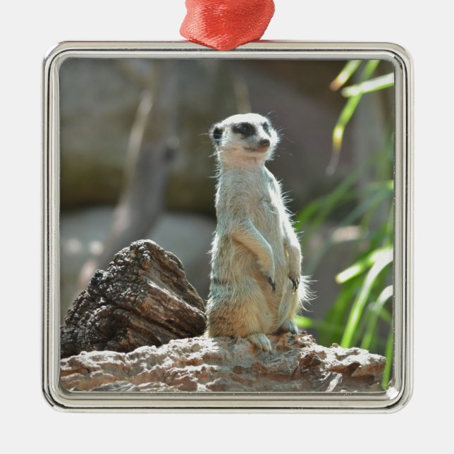 Ornamento De Metal Meerkat (Frente)