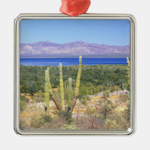 Ornamento De Metal México, Baja California Sur, Cardon Cactus em