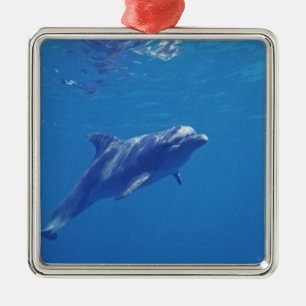 Ornamento De Metal México, Cozumel. Golfinho Estrangulado