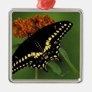 Ornamento De Metal Michigan, Rochester. Borboleta Rabo de Andorinha P