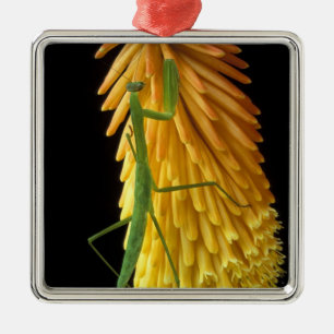 Ornamento De Metal Michigan, Rochester Colinas. Rezando Mantis em Ver