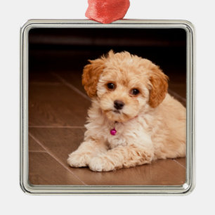 Ornamento De Metal Mistura da caniche do bebê ou cão de filhote de