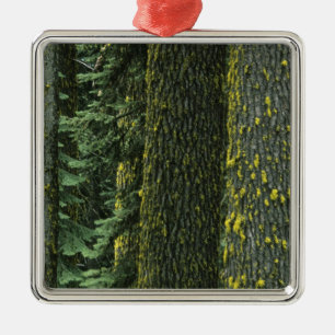 Ornamento De Metal Mt. Ashland, Floresta Nacional Rogue RIver,