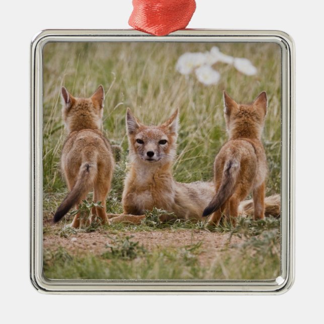 Ornamento De Metal Mulher do Swift Fox (Vulpes velox) com tenra idade (Frente)