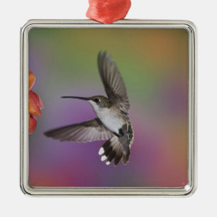 Ornamento De Metal Mulher Ruby Throated Hummingbird em voo