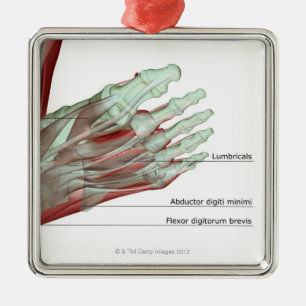 Ornamento De Metal Musculoskeleton do pé