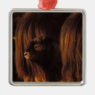 Ornamento De Metal muskox, Ovibos moschatus, vitelo recém-nascido ent