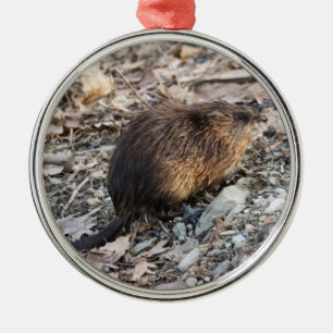 Ornamento De Metal Muskrat