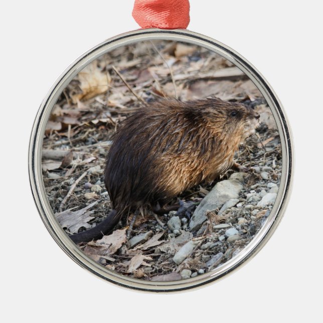Ornamento De Metal Muskrat (Frente)