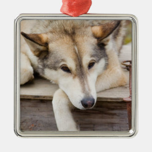 Ornamento De Metal N.A., EUA, Alasca. Cães de trenó Husky