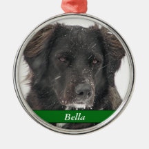 Nome de Foto Pet do Cão Negro Labrador