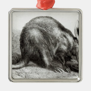 Ornamento De Metal O Formiga-Comedor do cabo