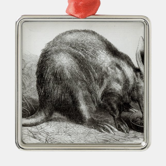 Ornamento De Metal O Formiga-Comedor do cabo (Frente)