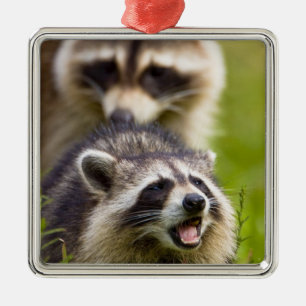 Ornamento De Metal O guaxinim, Procyon lotor, é um mamífero amplament