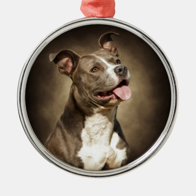 Ornamento De Metal O pitbull azul americano (Frente)