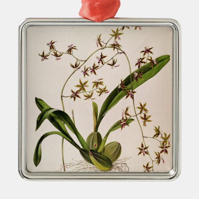 Ornamento De Metal Odontoglossum Hastatum (Frente)