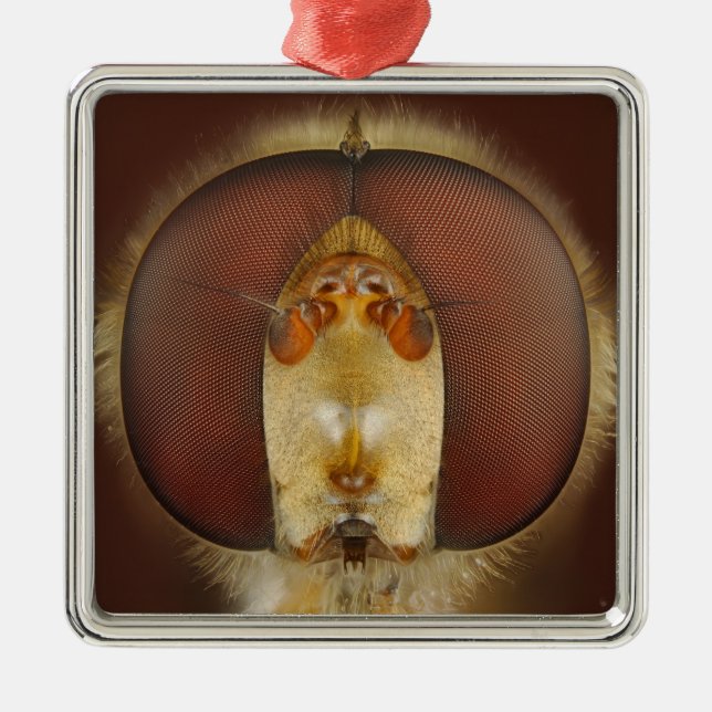 Ornamento De Metal Olhos principais e compostos de uma mosca do pairo (Frente)