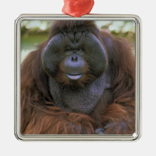 Ornamento De Metal Orangotango Pongo Pygmaeus