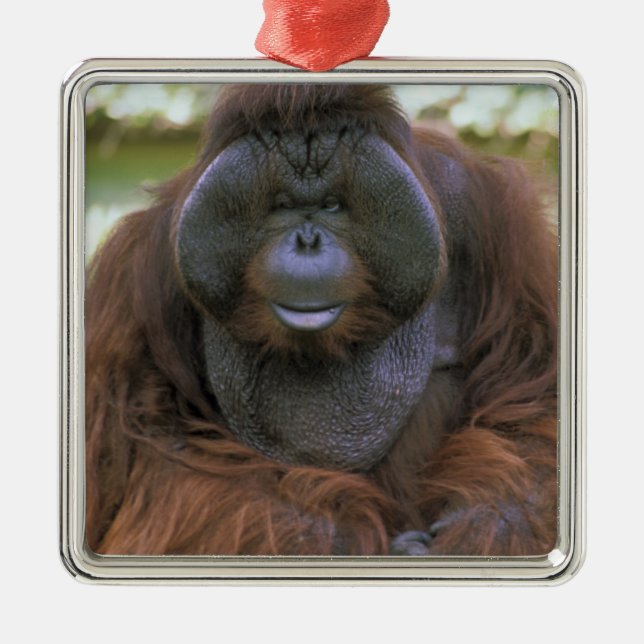 Ornamento De Metal Orangotango Pongo Pygmaeus (Frente)
