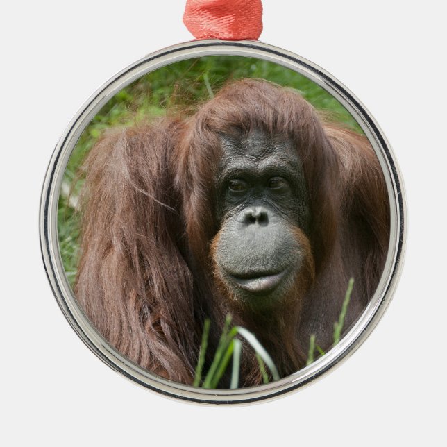 Ornamento De Metal Orangutan (Frente)