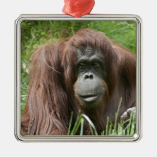Ornamento De Metal Orangutan