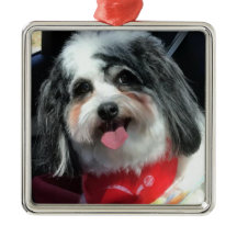 Ornamento, Natal, vermelho de K-ECO do cão