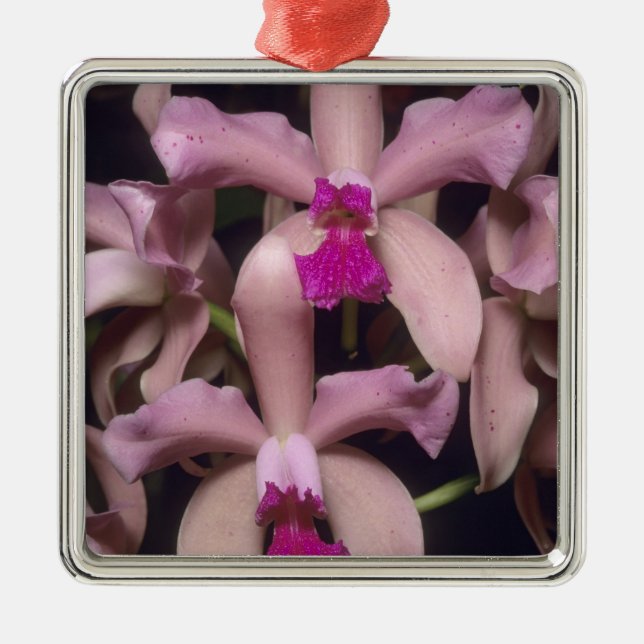 Ornamento De Metal Orquídea (Cattleya amethystoglossa), Leste (Frente)