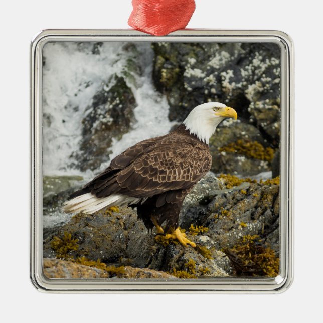 Ornamento De Metal Ortod Bald Eagle (Frente)