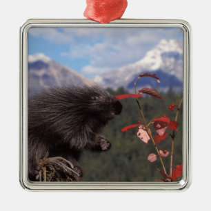 Ornamento De Metal ouriço-cacheiro-comum se alimentando de cranberry