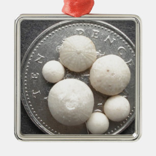 Ornamento De Metal Ouriços-do-mar fósseis minúsculos em uma parte 10p