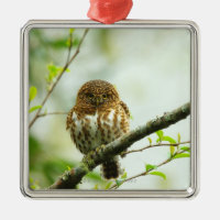 Owlet colocado um colar do pigmy que empoleira-se