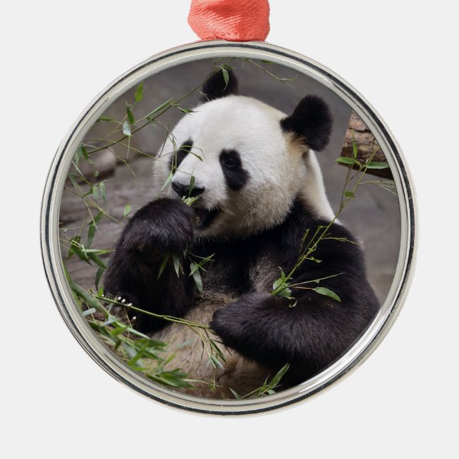 Ornamento De Metal Panda gigante comendo bambu (Frente)