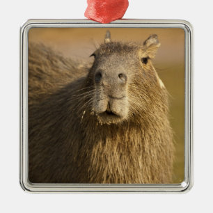 Ornamento De Metal Pantanal, Brasil, Capivara, Hydrochoerus