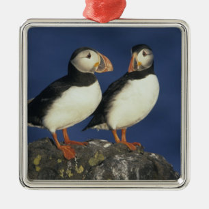 Ornamento De Metal Papagaio-do-mar