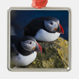 Ornamento De Metal Papagaio-do-mar (Fratercula arctica) 7
