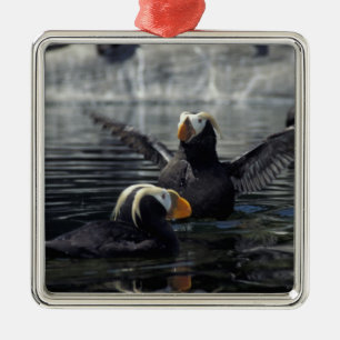 Ornamento De Metal Papagaios-do-mar-de-crista-do-Alasca