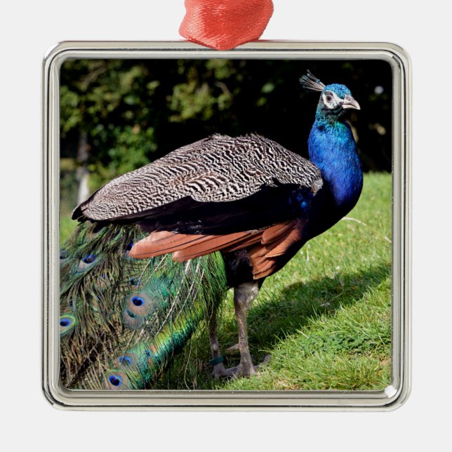Ornamento De Metal Peafowl-indiano (Frente)