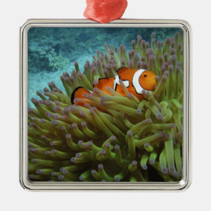 Ornamento De Metal Peixe-palhaço-ocidental ( Amphiprion ocellaris )