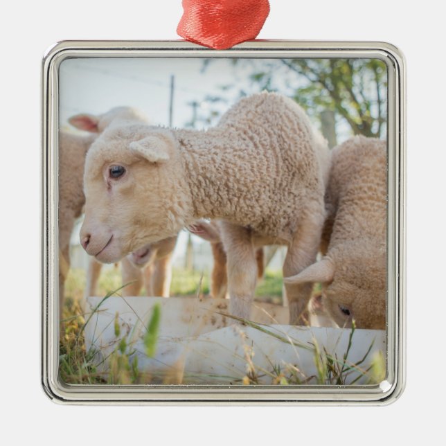 Ornamento De Metal Pequena Lambe (Frente)