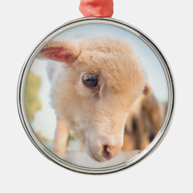 Ornamento De Metal Pequena Lambe (Frente)