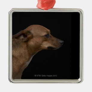 Ornamento De Metal Perfil misturado do cão da raça no fundo preto