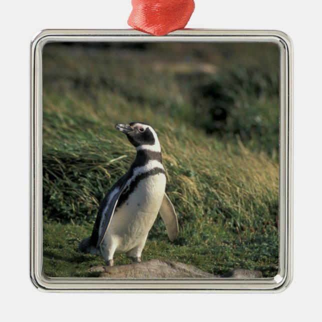 Ornamento De Metal Pinguim-de-magalhães (Spheniscus magellanicus), (Frente)