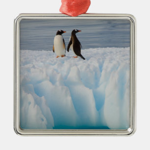 Ornamento De Metal pingüim-gentoo, Pygoscelis Papua, no gelo glacial