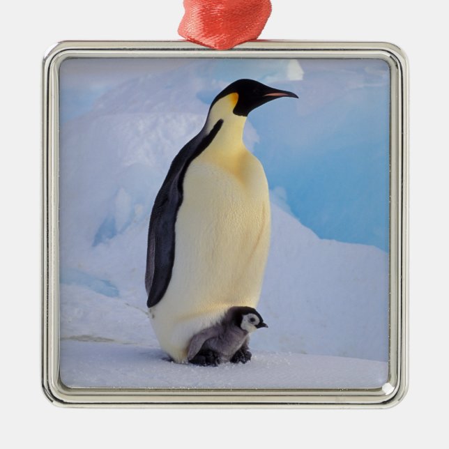 Ornamento De Metal Pinguim-imperador | Aptenodytes (Frente)