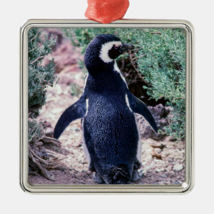 Ornamento De Metal Pinguim Mágico na Península Valdes - Argentina
