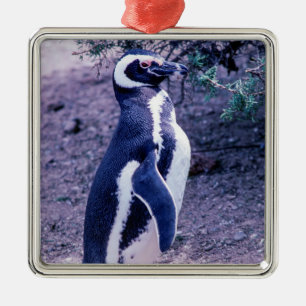 Ornamento De Metal Pinguim Mágico na Península Valdes - Patagônia