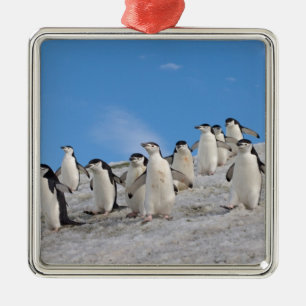 Ornamento De Metal Pinguins-de-barbicha Pygoscelis Antarctica