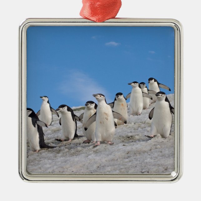 Ornamento De Metal Pinguins-de-barbicha | Pygoscelis Antarctica (Frente)