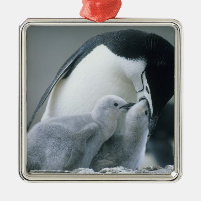 Ornamento De Metal Pinguins-de-barbicha, Pygoscelis antarctica), (Frente)